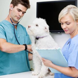 Curso Superior Online de Auxiliar de Veterinaria